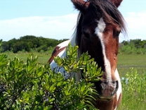 競馬投資ソフトの商材写真