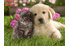 CARE PETS_thum3