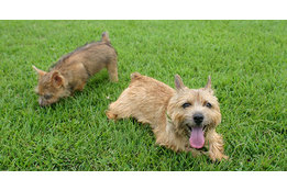 芝人(しばんちゅ)_model2