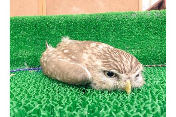 ふくろうカフェ「ふくろうの城」_item3