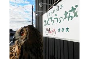 ふくろうカフェ「ふくろうの城」_item1