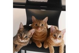 ペットシッターサービス「Skip Pets」_model1