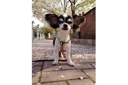 ペットシッターサービス「Skip Pets」_model2