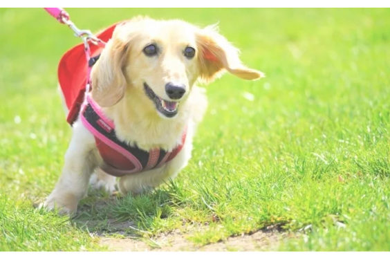 大切なペットの最期に寄り添う「訪問ペット火葬事業」_item2